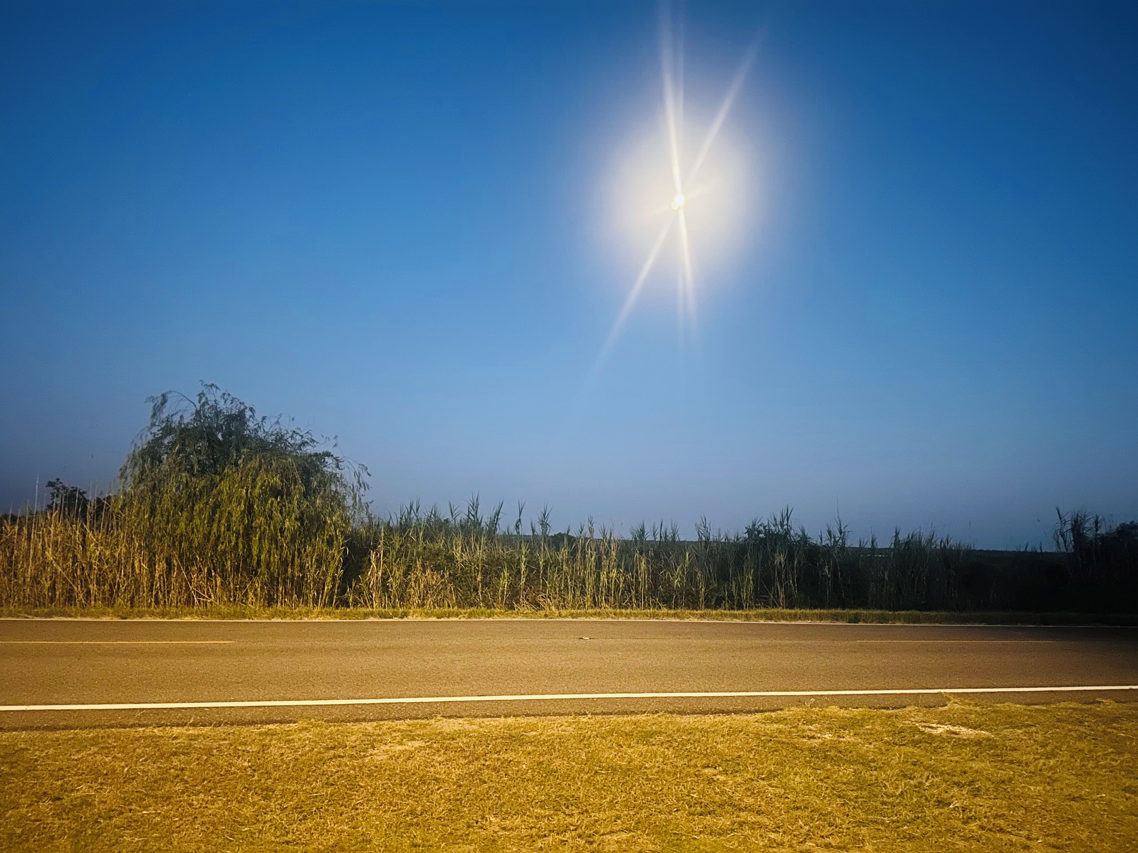 A clear sky with a bright sun, a road, and a grassy area with tall grasses.