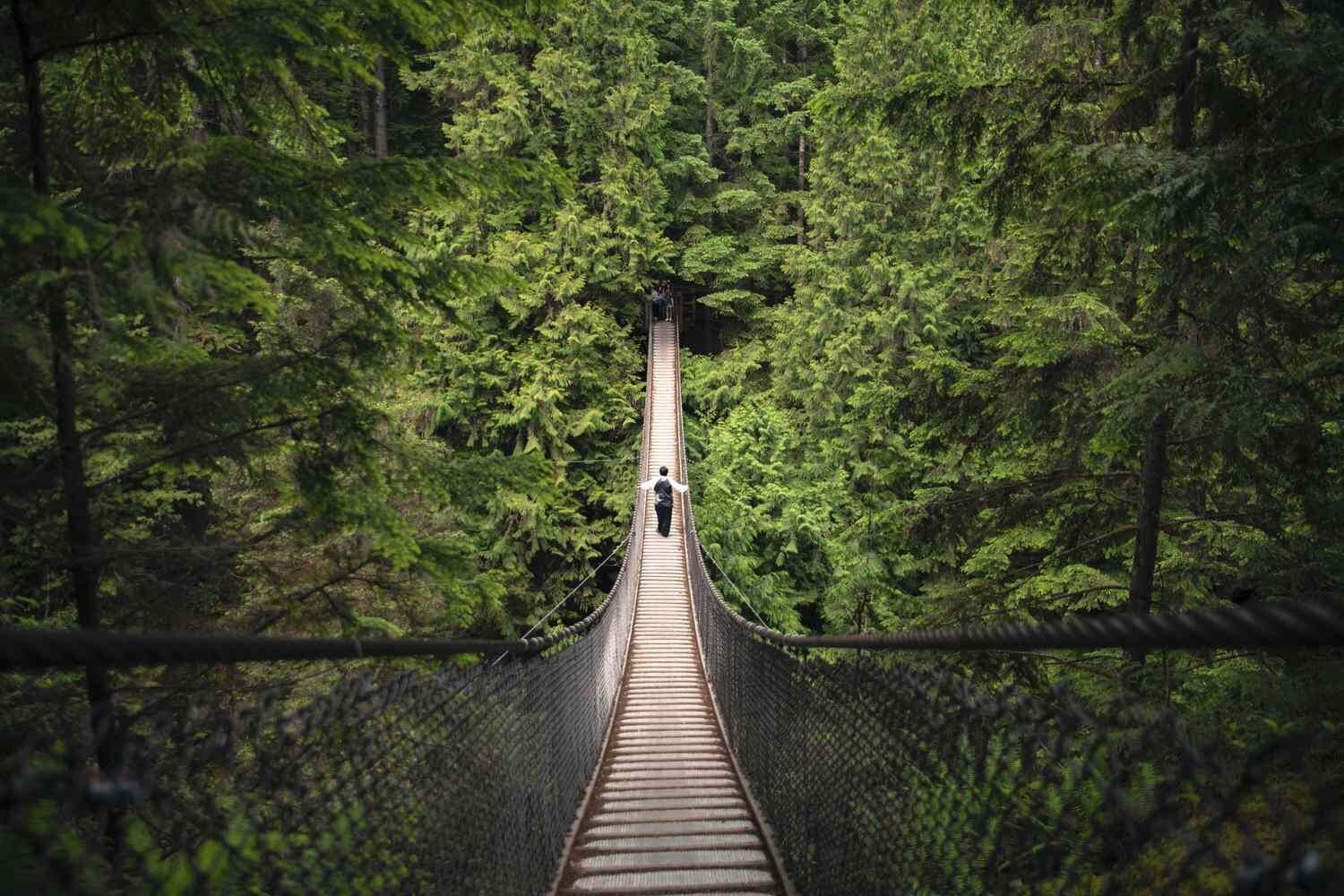 Un pont suspendu entouré d’une forêt dense.