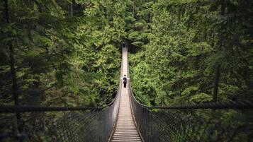 Un pont suspendu entouré d’une forêt dense.