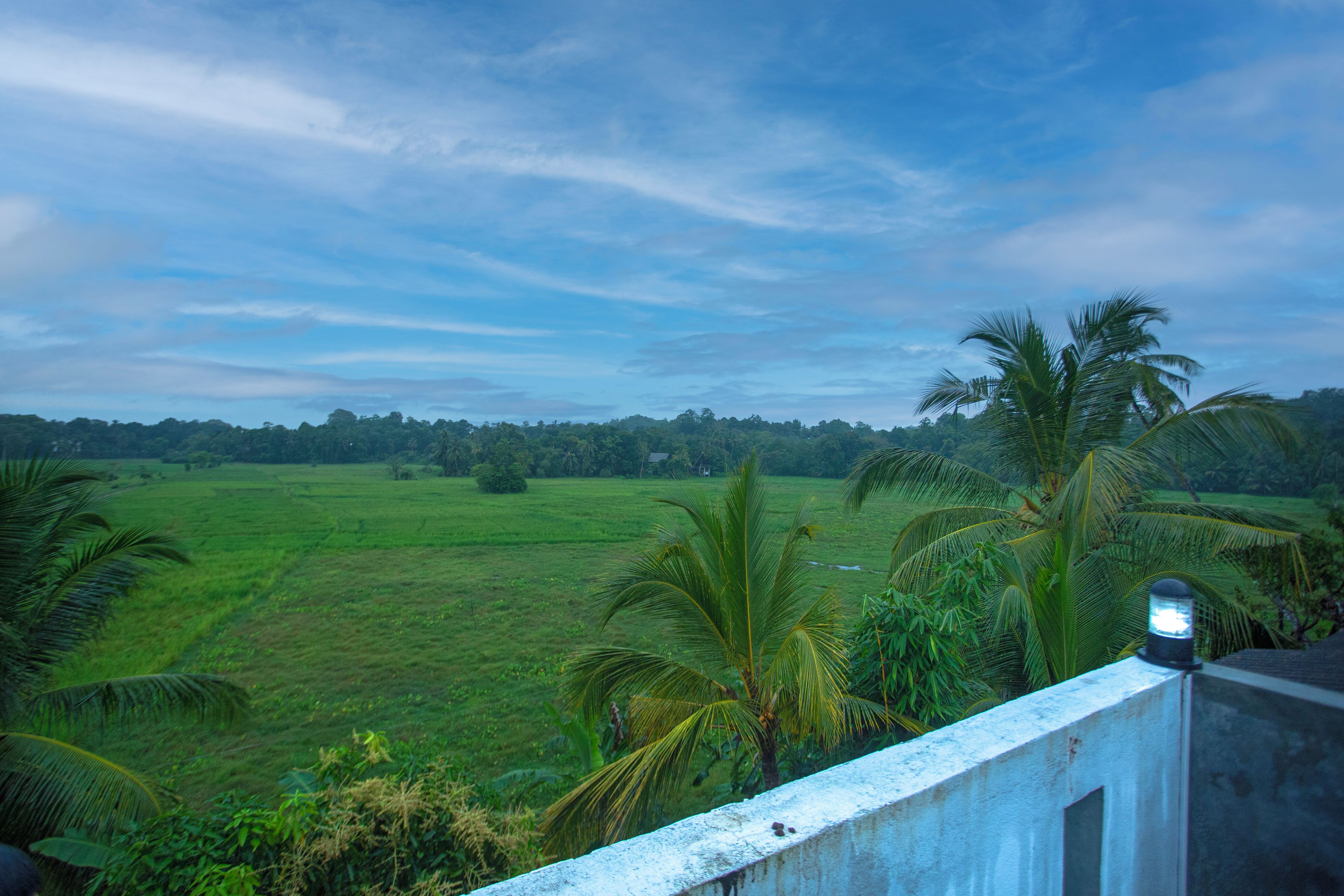 Vista de um campo verde com palmeiras e céu claro.