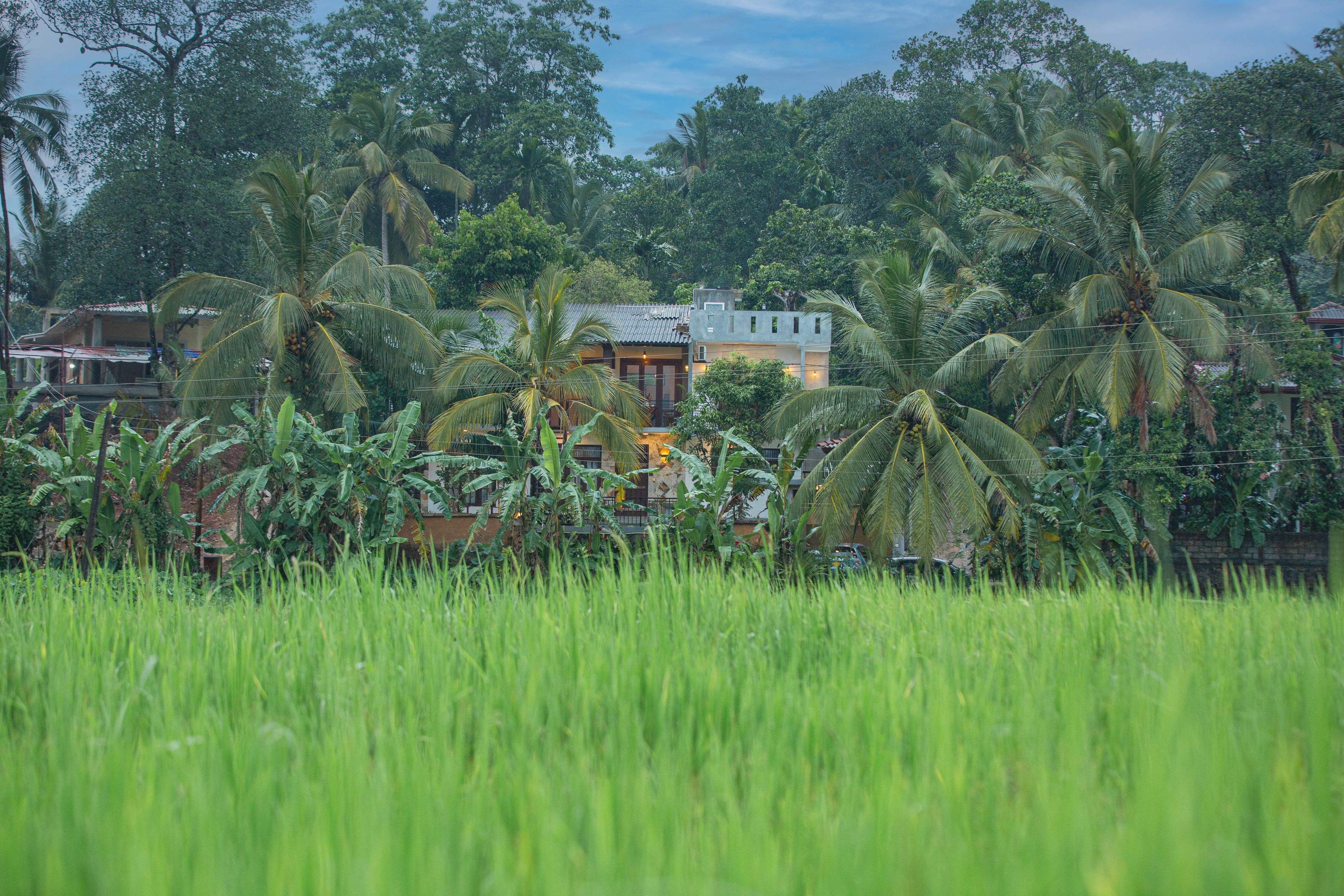 A house surrounded by lush greenery and palm trees.