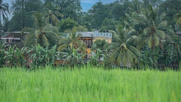A house surrounded by lush greenery and palm trees.