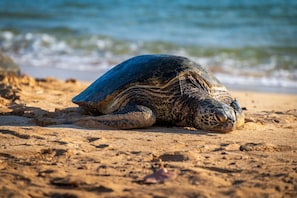 Une tortue de mer sur une plage de sable, avec l’océan en arrière-plan.