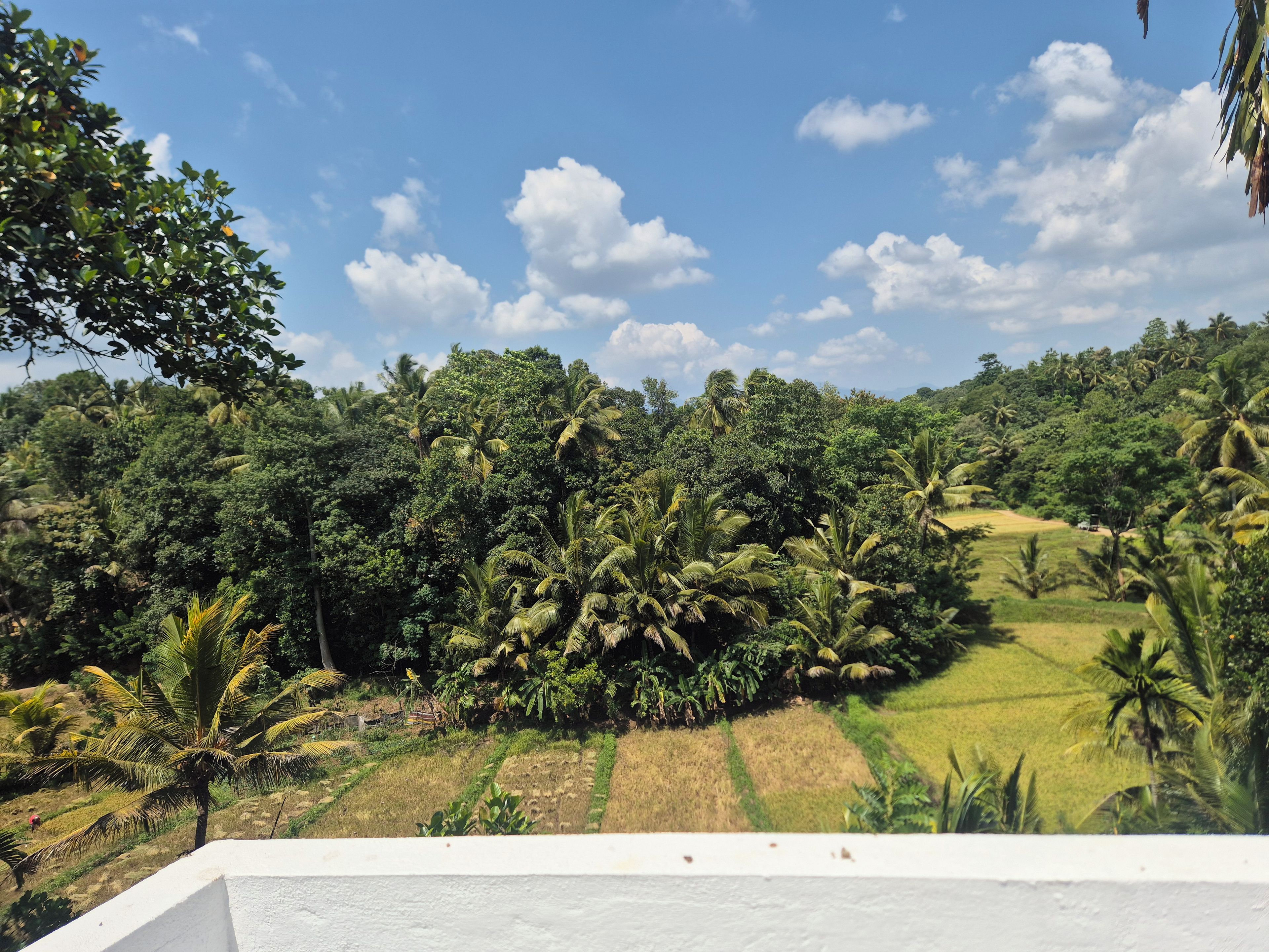 A rural landscape with dense vegetation and fields.