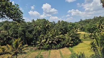 A rural landscape with dense vegetation and fields.