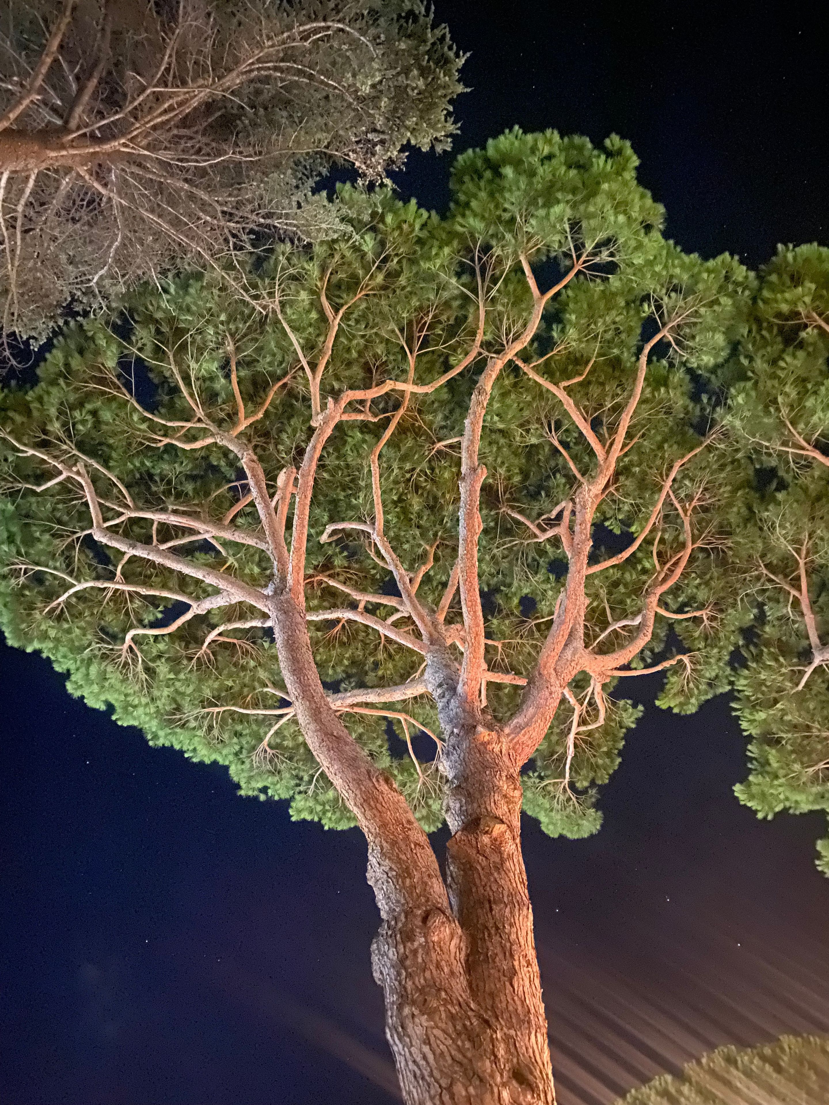 Un albero con un tronco robusto e una fitta chioma di foglie verdi.