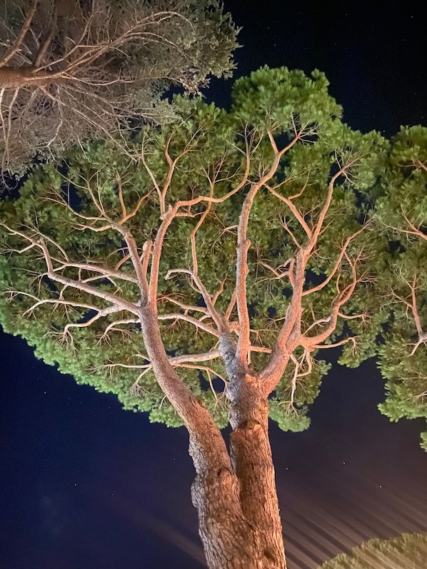 Un árbol con un tronco grueso y un dosel denso de hojas verdes.