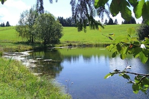 Ein friedlicher Teich, umgeben von üppigem Grün und Bäumen.