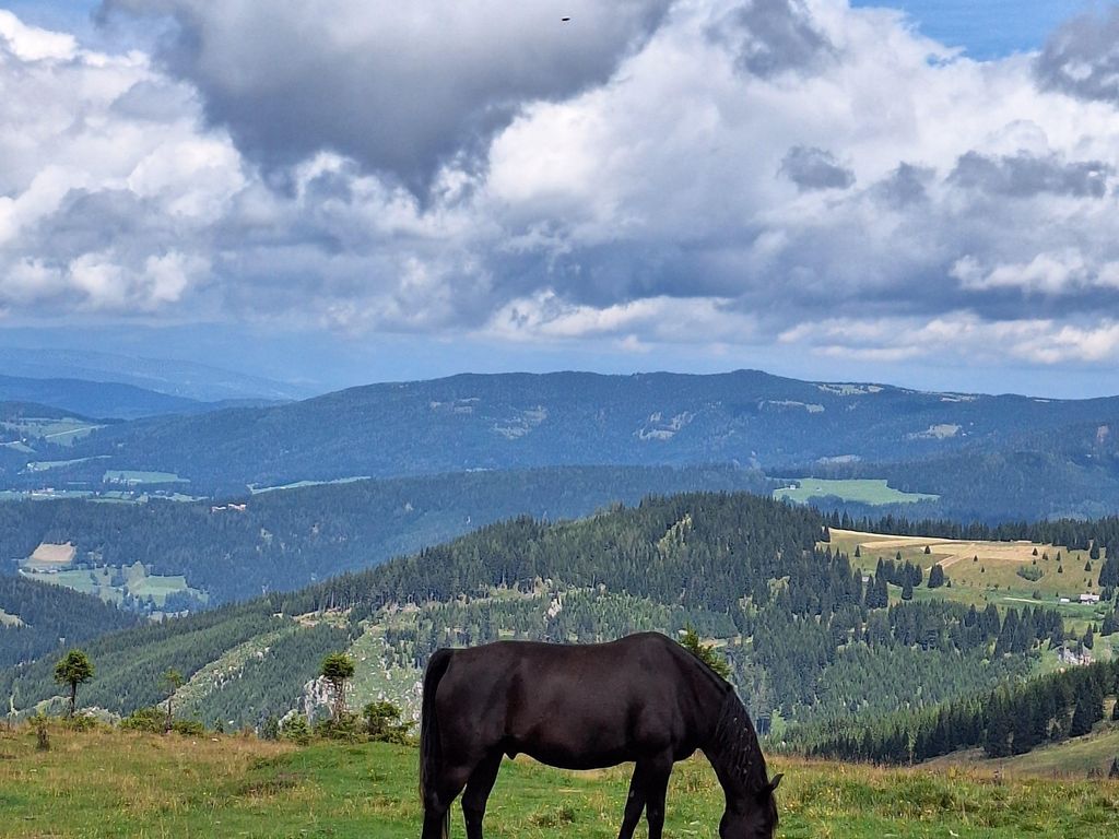 Ferienwohnungen Berg-Arche und Berg-Ruhe