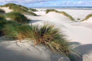 Ein Strand mit Dünen und Gras.