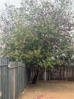 A tree with a wooden fence in the foreground. - Happy Time Guest House  (Phalaborwa)