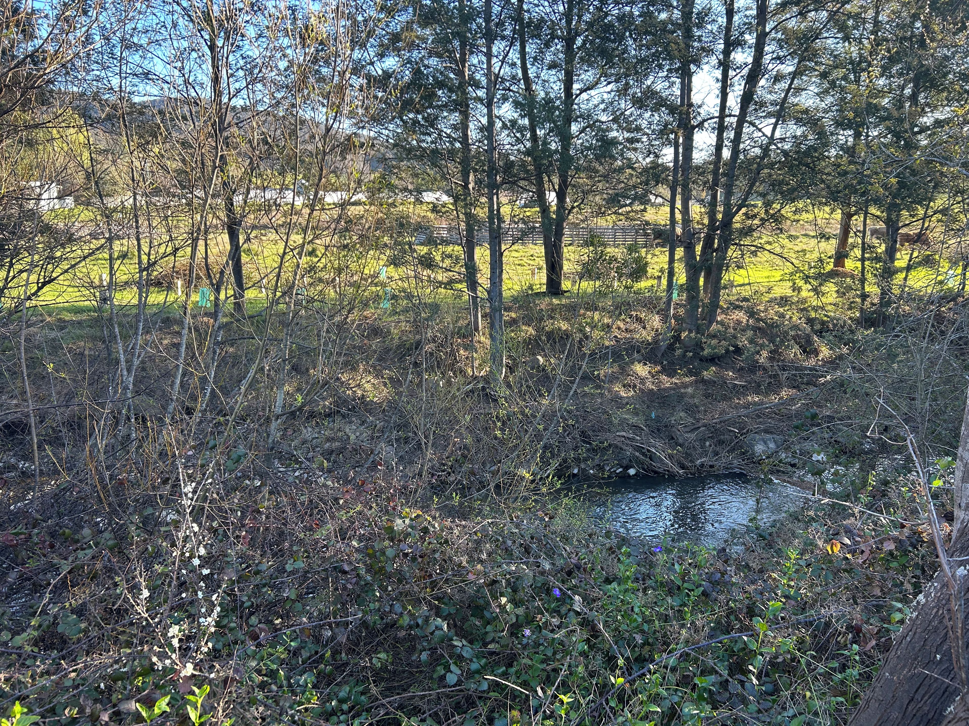 A natural landscape with a small stream, dense vegetation, and trees.