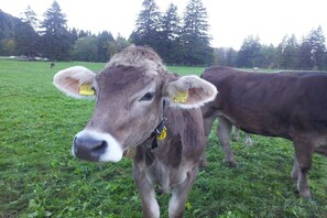 Una vaca amb una etiqueta groga a l'orella en un camp herbós.