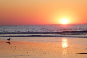 A beach scene with a bird on the sand and the sun setting over the ocean. - Holiday apartment with 1 bedroom (Norderney)