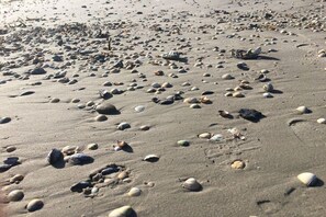 A beach with numerous seashells scattered across the sand. - Holiday home in Hooksiel with swimming pool (Hooksiel)