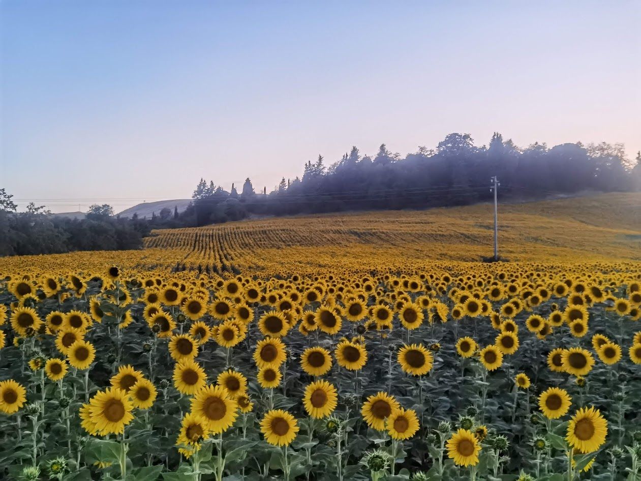 A sunflower field with a clear sky.