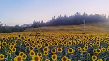 A sunflower field with a clear sky.