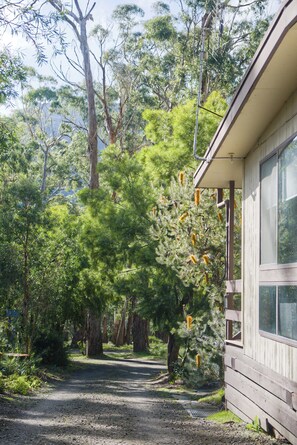 A pathway leading to a wooden cabin surrounded by dense greenery and trees. - The Gap Escape - Retreat in the Trees (Halls Gap)