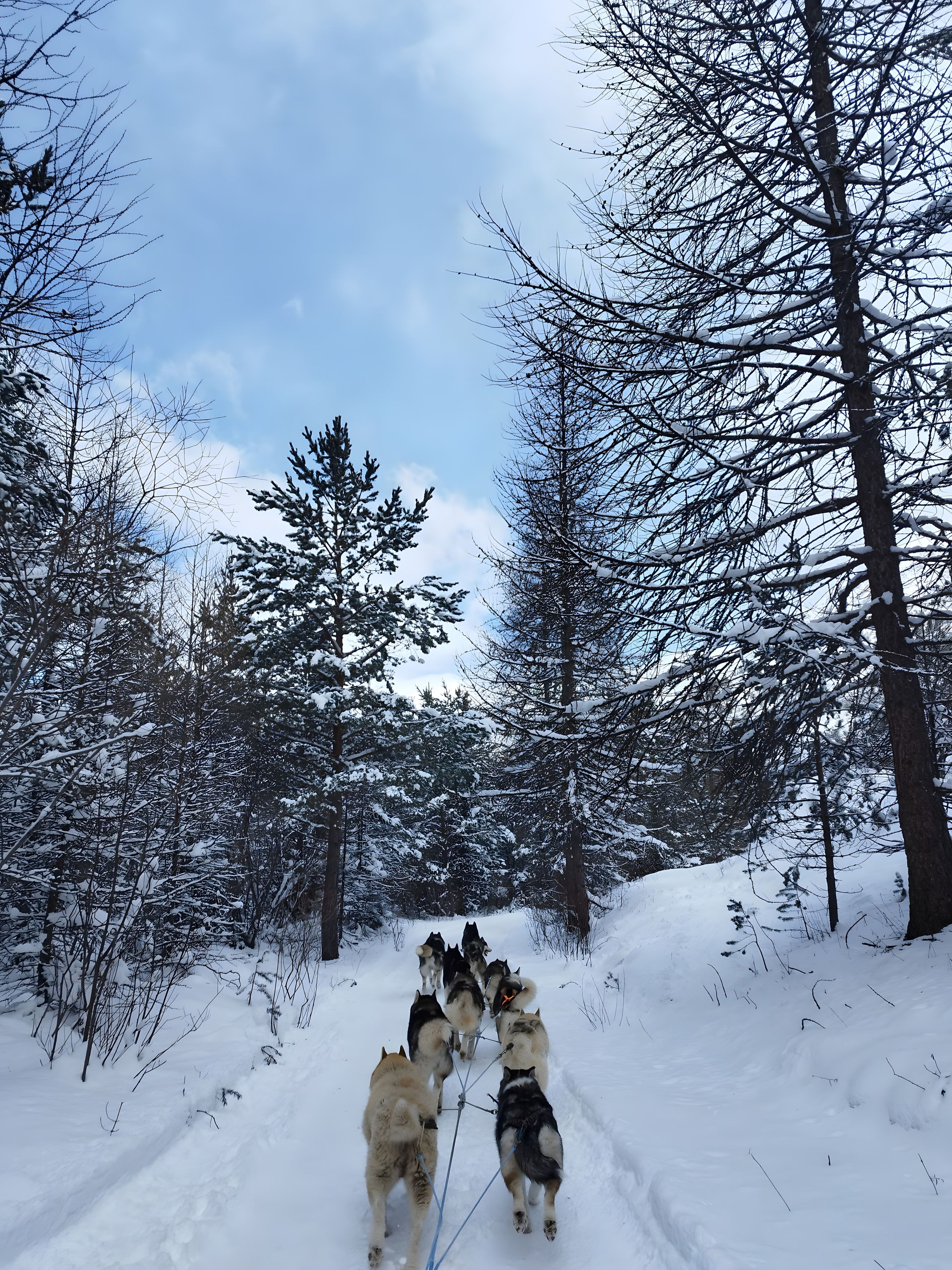 A group of husky dogs pulling a sled through a snowy forest.