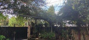 Un jardín con follaje denso, una cerca de metal y un muro de concreto.