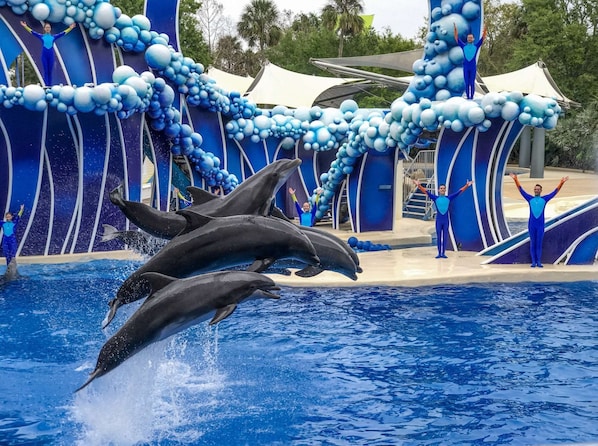 A dolphin show with performers in blue costumes, a pool, and a decorative backdrop.