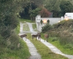 A pathway with a stone surface, bordered by grass and shrubs, leading to a building with a white facade and a visible entrance. - Muckross Mountain View Apartment in Killarney (KY)