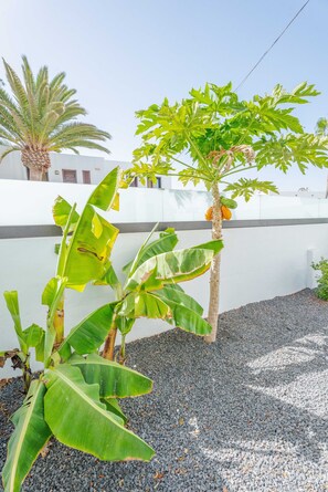 En trädgård med bananplantor och ett papayaträd.