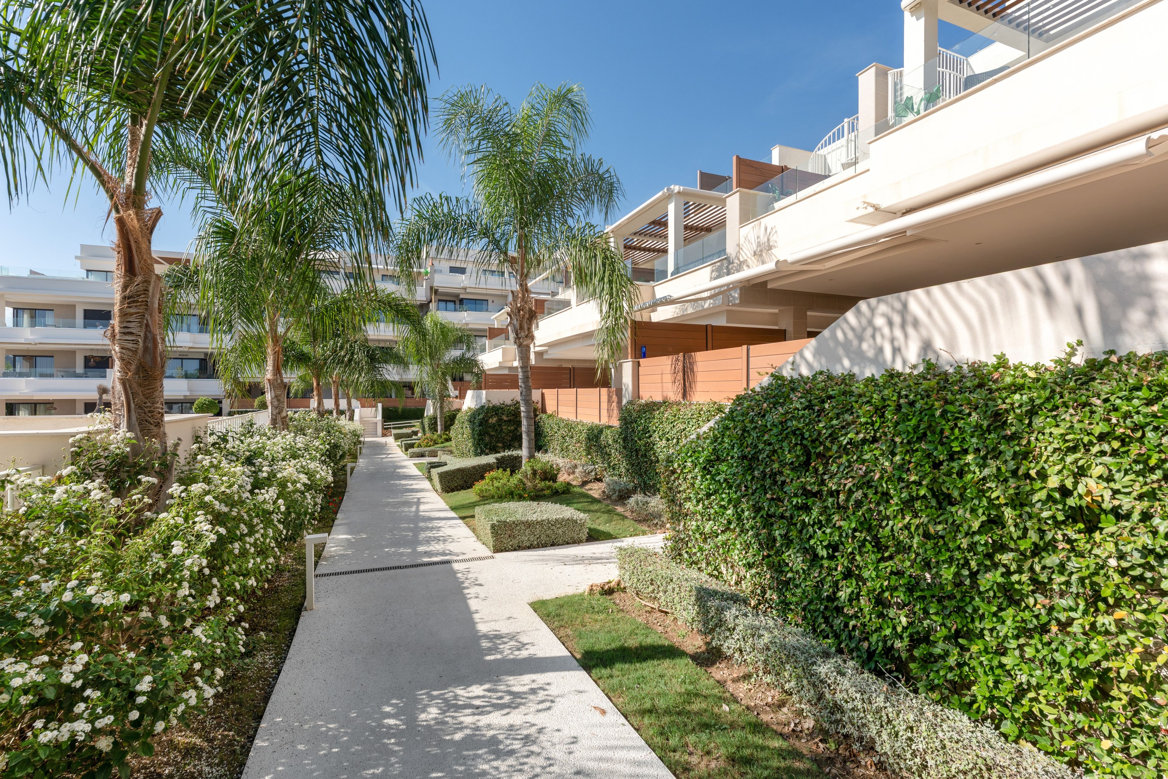 A pathway flanked by neatly trimmed hedges and palm trees, leading to a modern building with balconies.