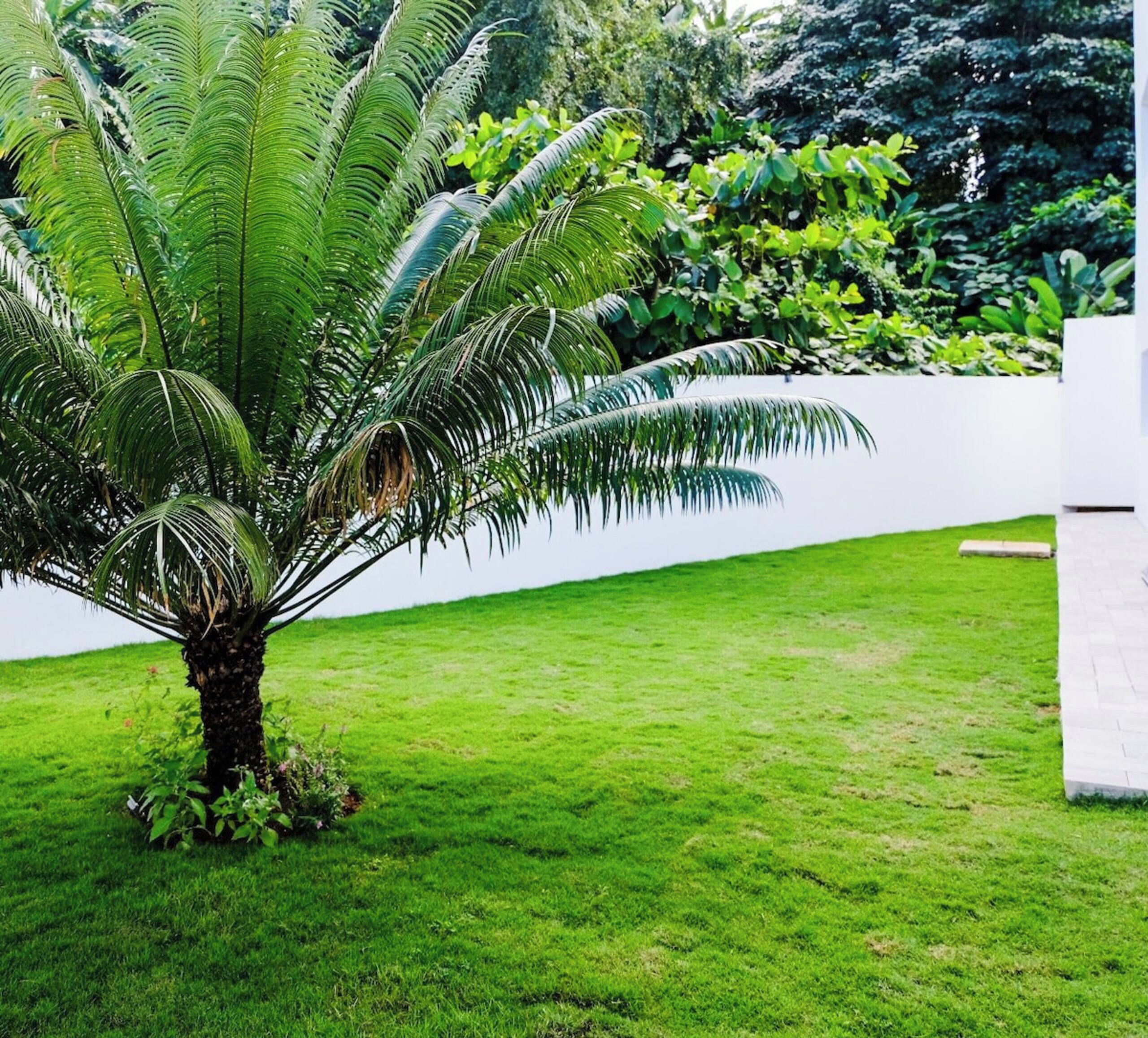 A well-maintained lawn with a palm tree and a white wall in the background.