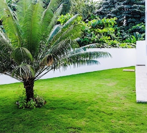 Un césped cuidado con una palmera y un muro blanco al fondo.