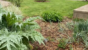 A garden with a variety of plants and a small tree, surrounded by a lawn and a wooden structure in the background.