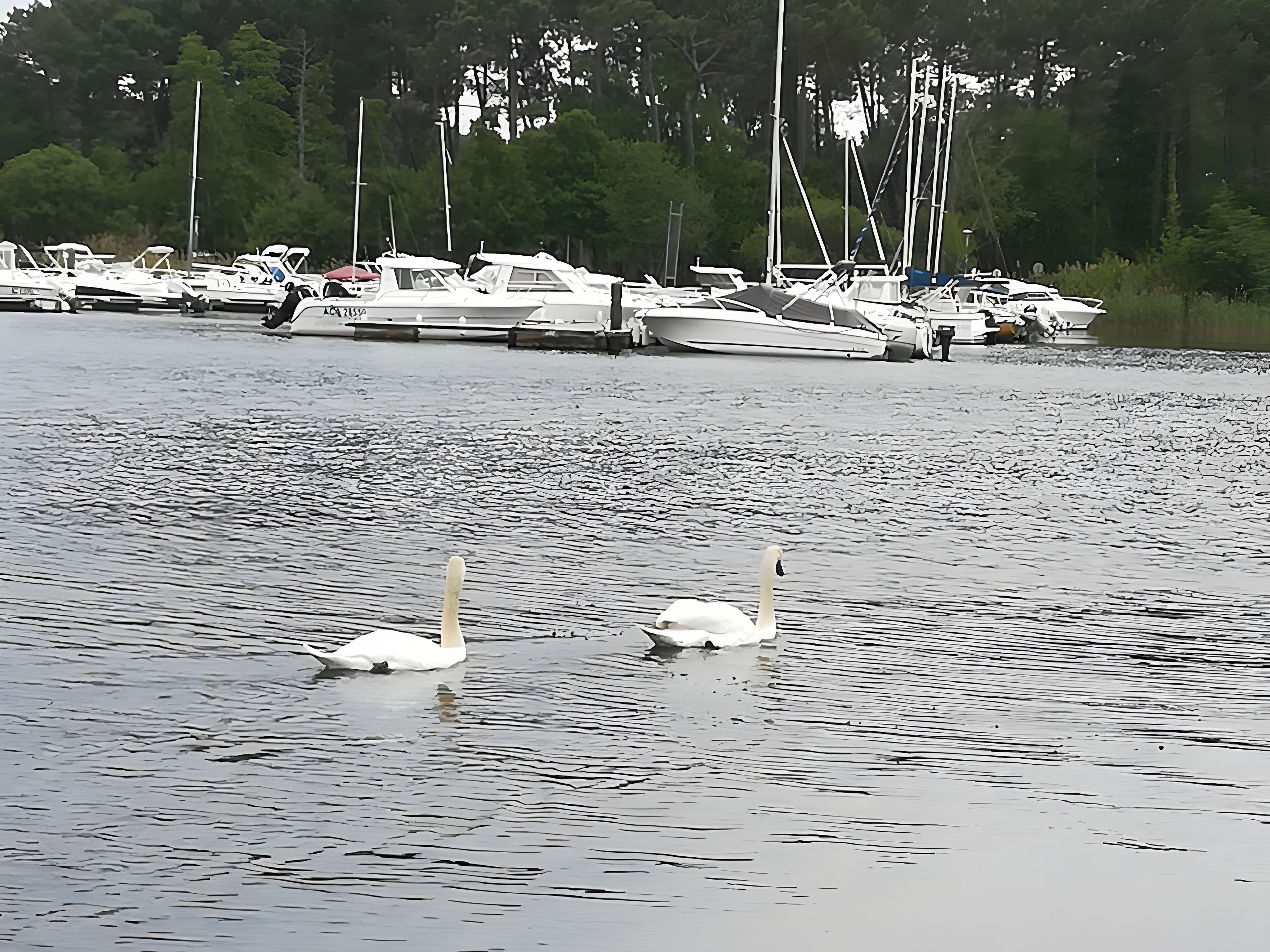 Ein Yachthafen mit vertäuten Booten und Schwänen, die im Wasser schwimmen.