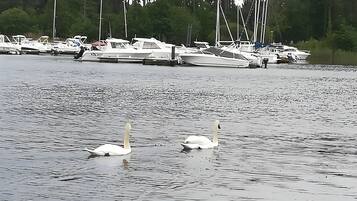 Ein Yachthafen mit vertäuten Booten und Schwänen, die im Wasser schwimmen.