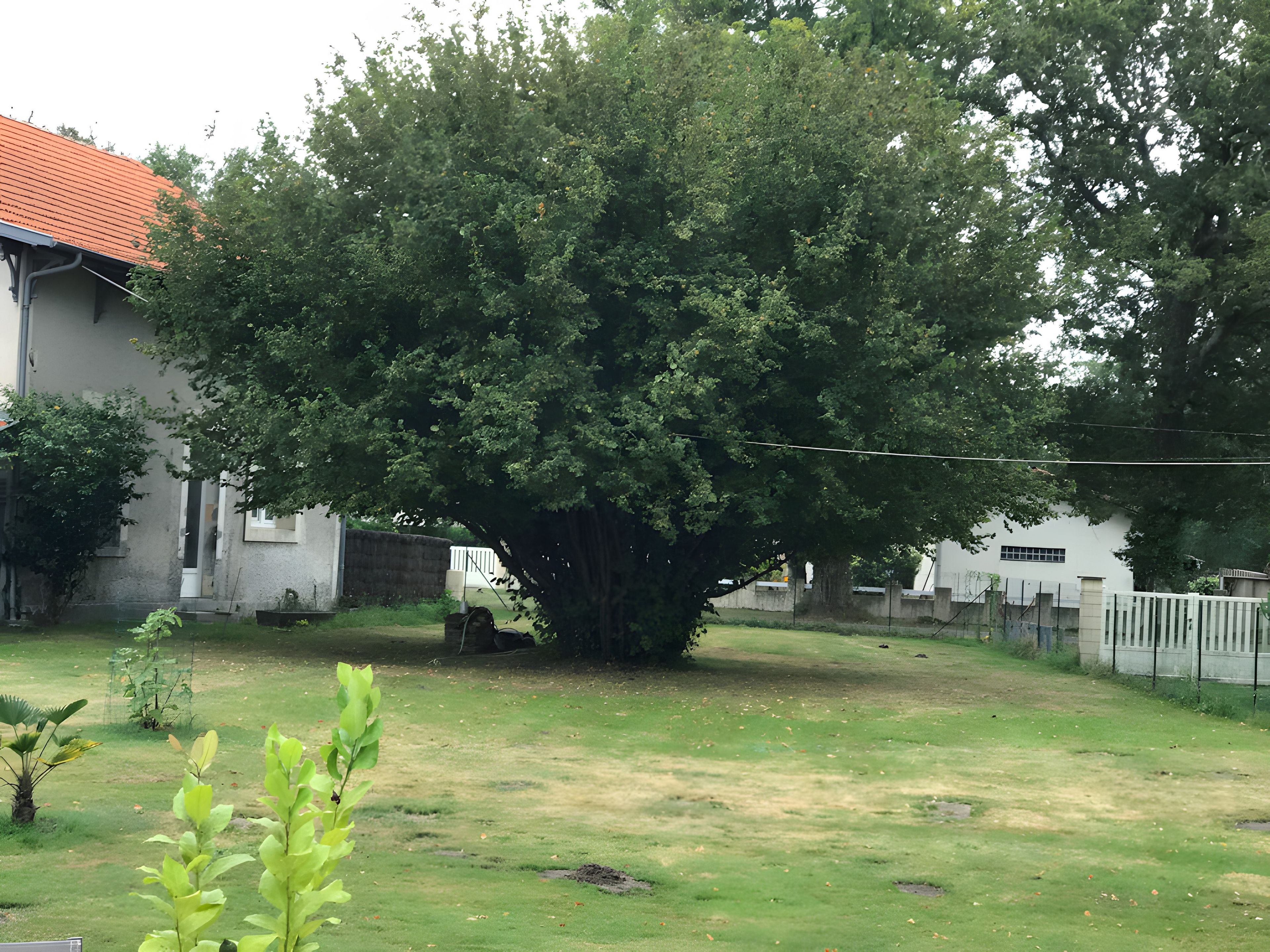 Un grand arbre dans une cour, avec une maison en arrière-plan.