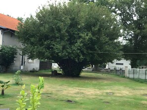 Un árbol grande en un jardín con una casa al fondo.