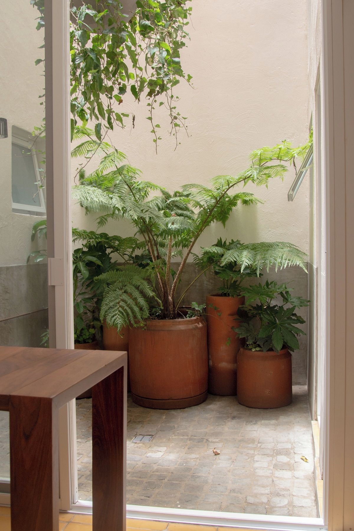 A small indoor garden with various potted plants and a wooden table.