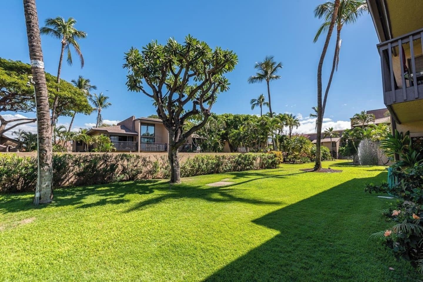 A well-maintained lawn with palm trees and a building in the background.