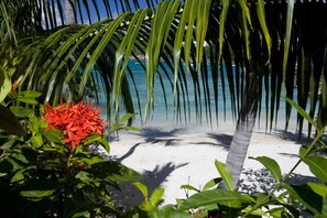 A beach with white sand, palm trees, and a clear blue sea. - 5BR On Secret Harbor Beach - sleeps 14! (St. Thomas)