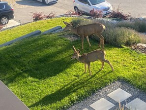 Unclassified image, 5 of 23, button - Modern 2 Bedroom Suite w Beautiful Lake Views! (West Kelowna)