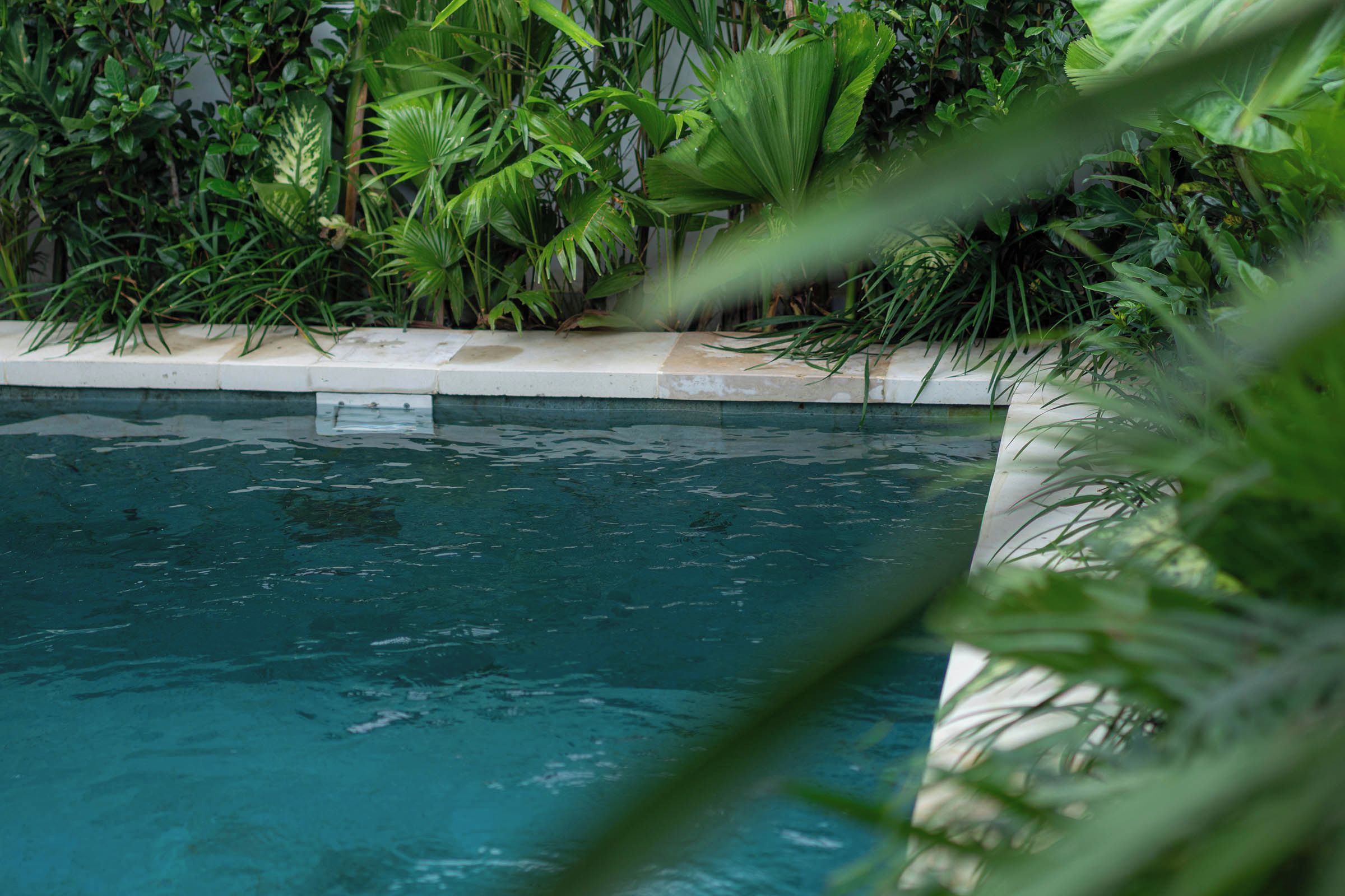 Una piscina rodeada de exuberante vegetación.