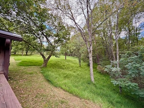 A wooden bench, a grassy path, and a forested area with trees and ferns.
