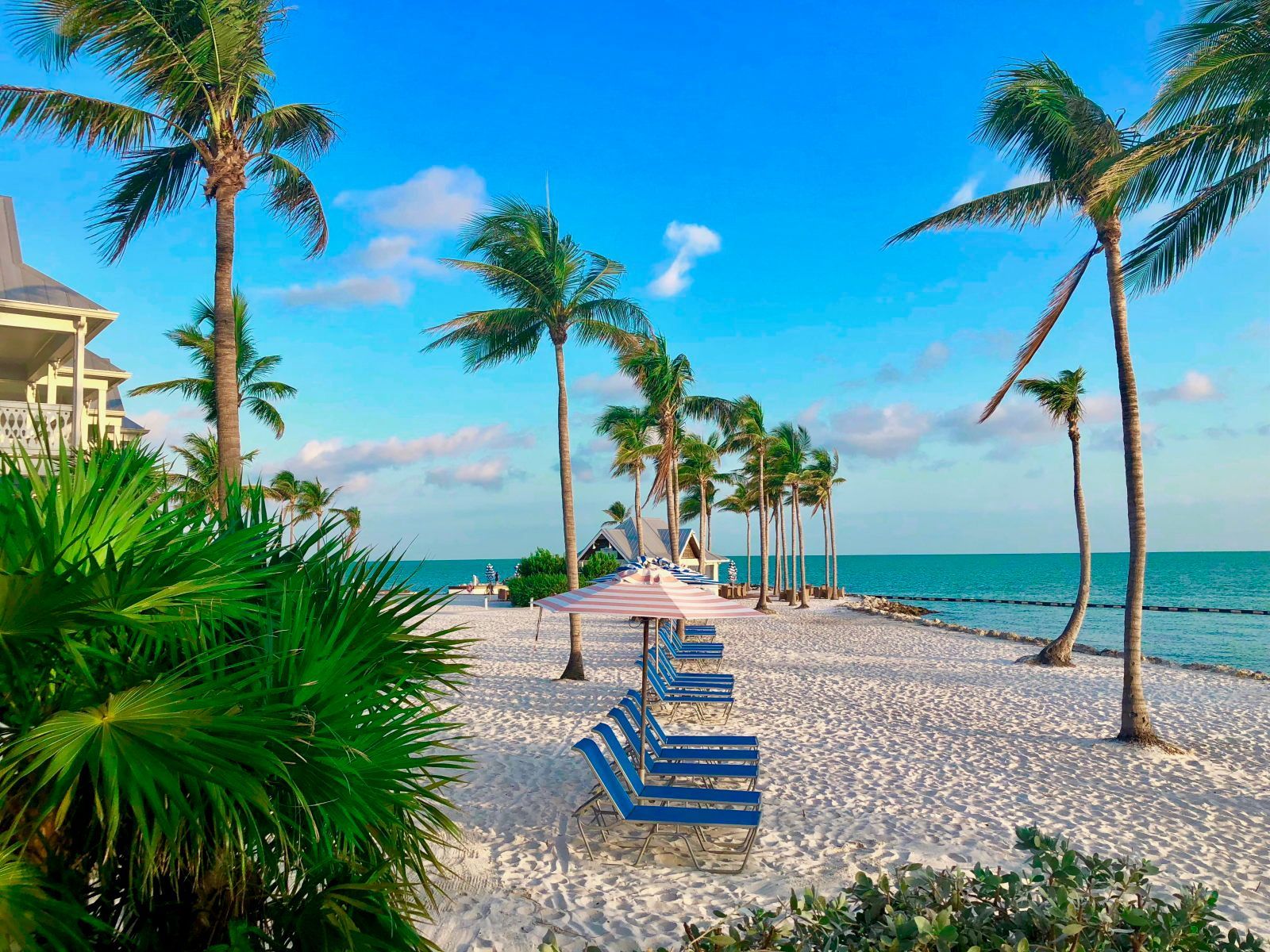A beach with rows of blue lounge chairs, palm trees, and a building in the background.