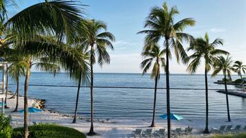 A beach with palm trees, lounge chairs, and a view of the ocean.
