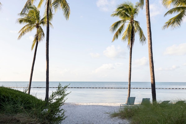 A beach with palm trees, a sandy shore, and a calm sea. - Waterfront Villa w/ Uninterrupted Ocean Views (Marathon)