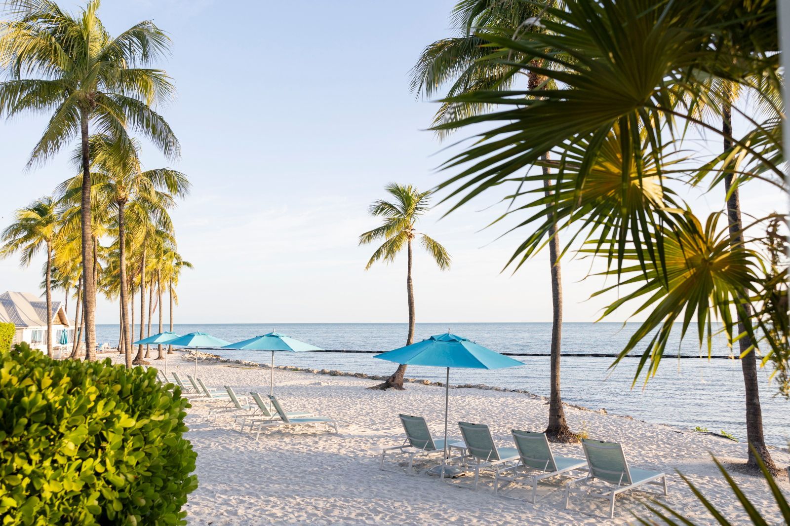 Une plage bordée de palmiers, avec des chaises longues et des parasols.