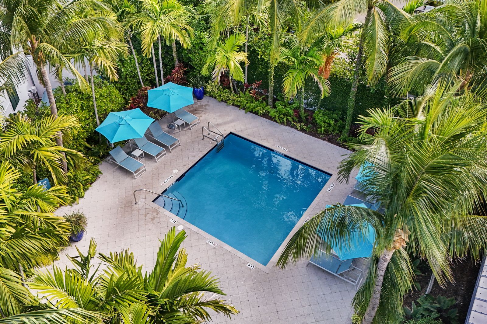 An aerial view of a swimming pool surrounded by palm trees and lounge chairs.