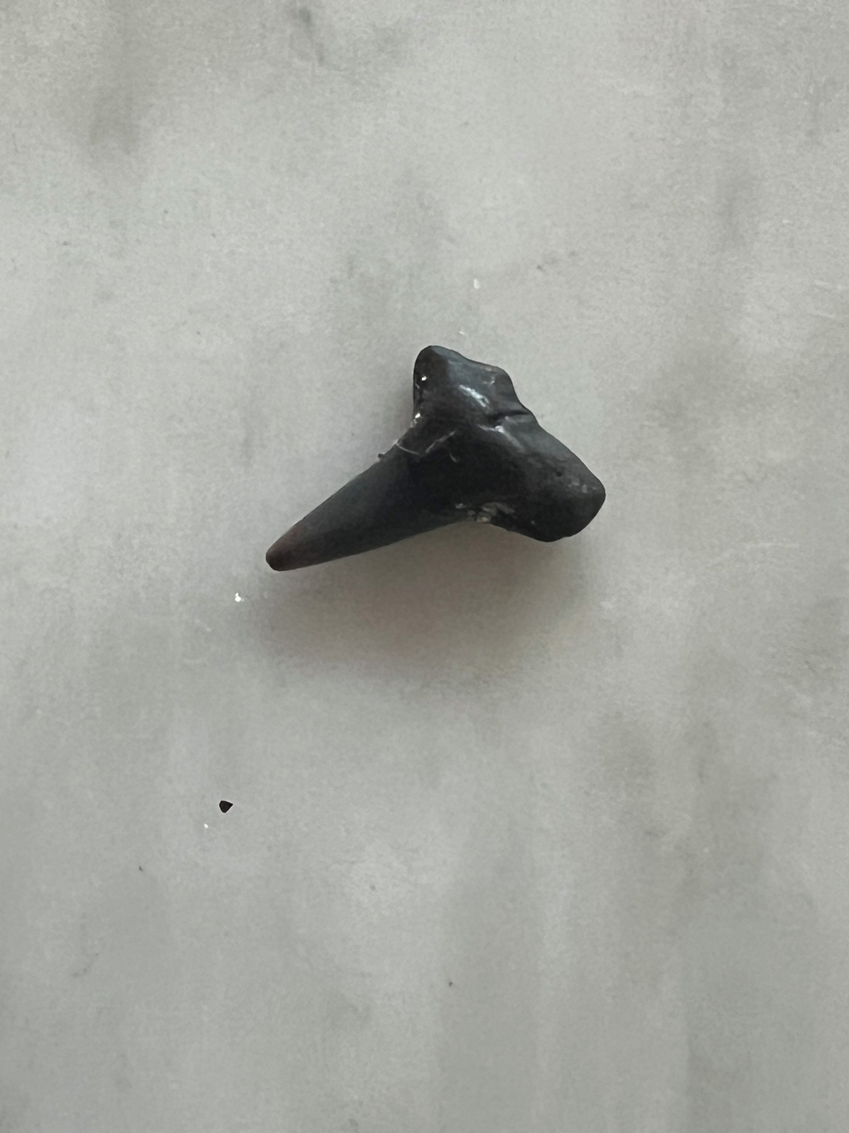 A single shark tooth on a plain surface.