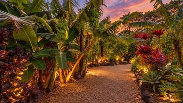 A gravel path surrounded by lush tropical vegetation, including banana trees and red-leafed plants.