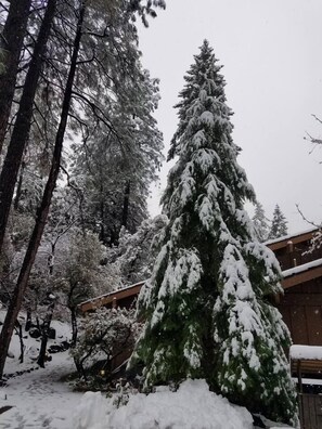 Un arbre conifère recouvert de neige, situé dans une zone boisée, avec une structure en bois en arrière-plan.