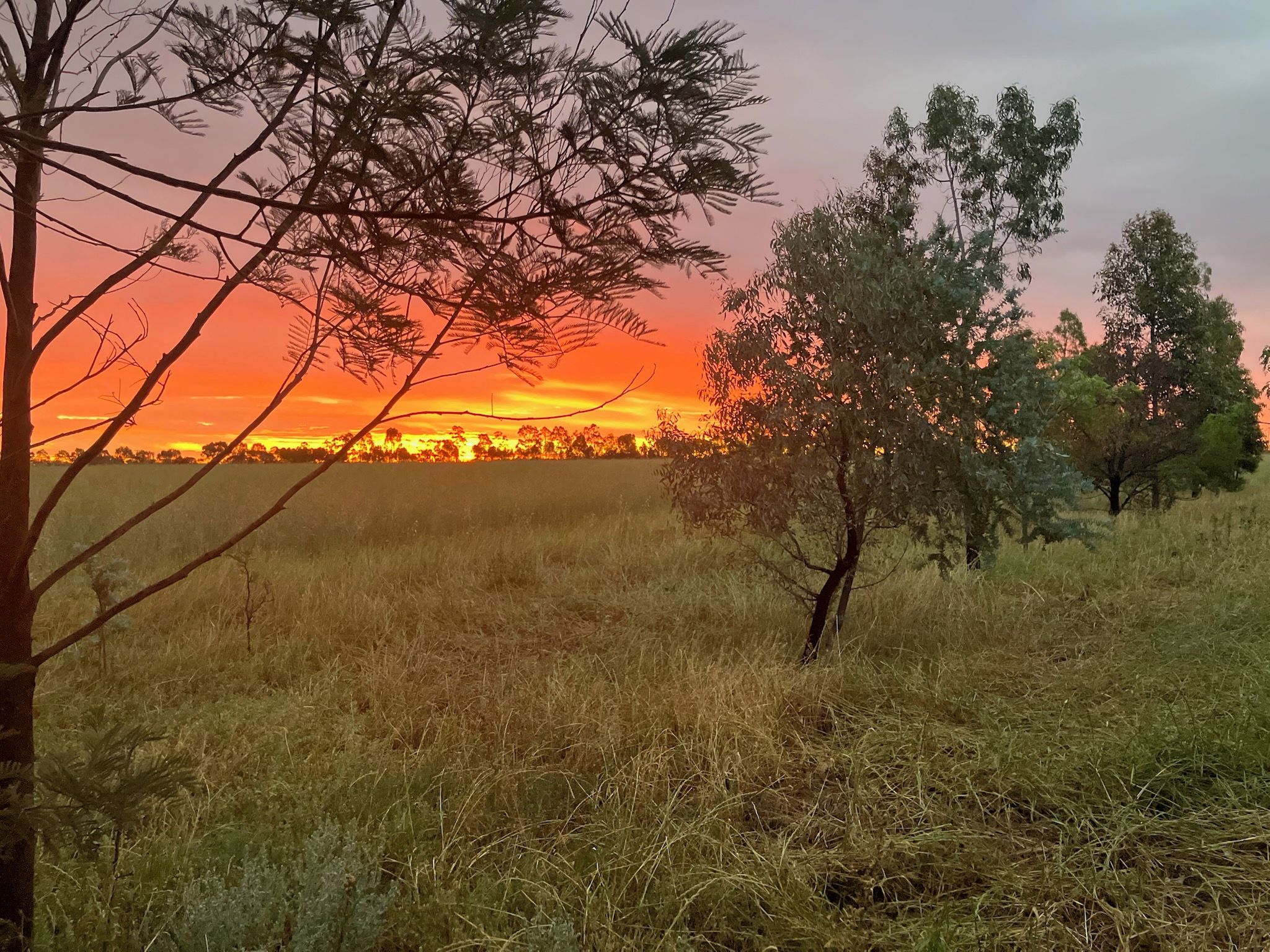 A natural landscape with trees and a field during sunset.